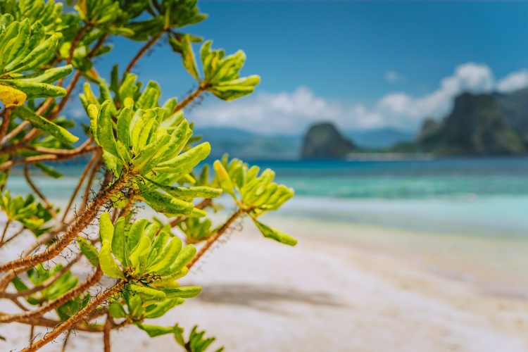 tropical-green-beach-plants-foliage-at-las-cabanas-beach-with-blurred-malpacao-island-in-background.jpg